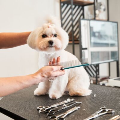 Curso de Peluquería Canina (230 horas)